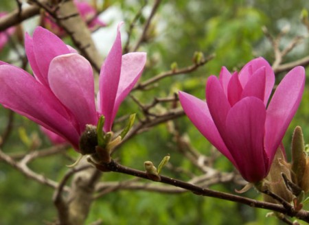 Magnolia 'Susan', šácholan, 150-175, bal